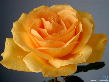 Glorious Yellow Rose