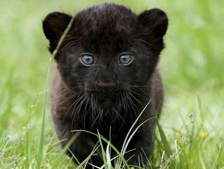 Cute Little Leopard