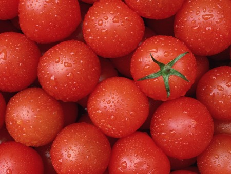 Juicy Tomatoes