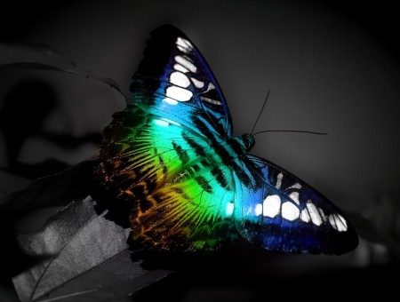 Butterfly in the Darkness