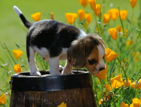 Puppy Smelling Flower