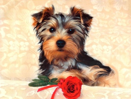 Dog and Rose