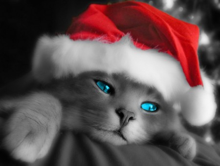 Kitty with Christmas Hat