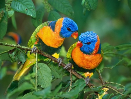 Multicolored Parrots