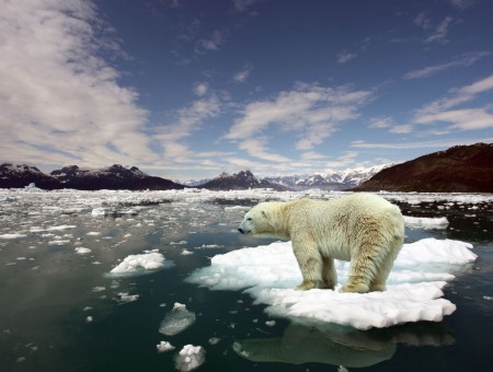 Polar Bear on an Ice Floe