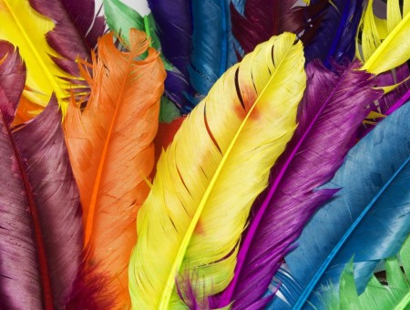 Multicolored Feathers