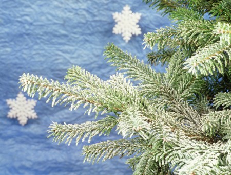 Fir Covered with Snow