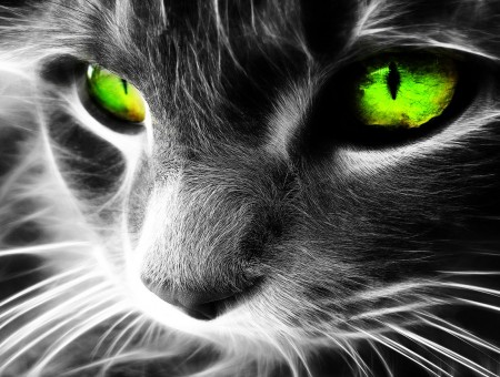 Green-eyed Cat
