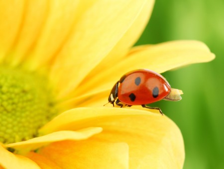 Ladybird on the Yellow Petal