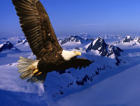 Hovering Eagle