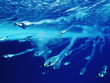 Penguins in the Ocean