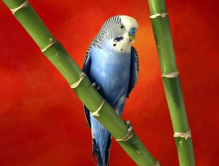 Parrot on a Bamboo Straw