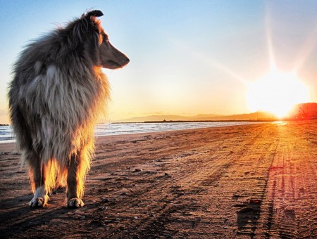Dog in the Sunrise-lit Landscape