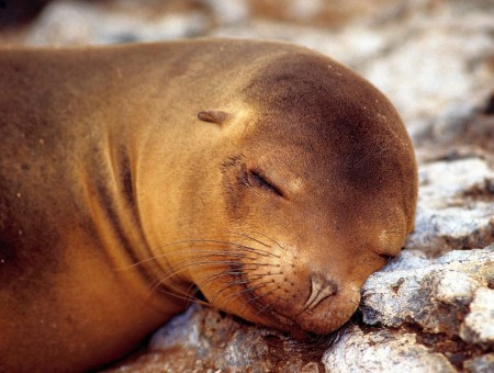 Sleeping Fur Seal
