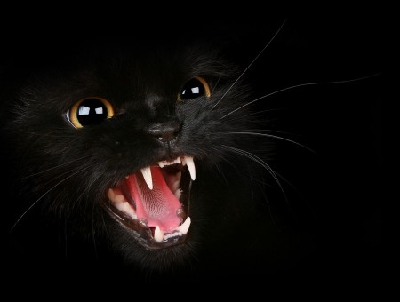 Aggressive Black Cat