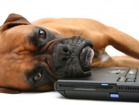 Boxer Lying on a Laptop