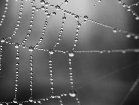Water Drops on the Spider's Web