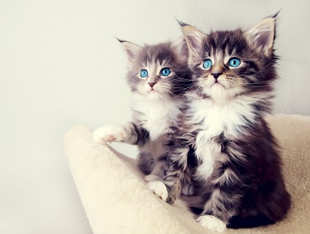 Two Cute Cats