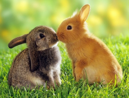 Kissing Bunnies