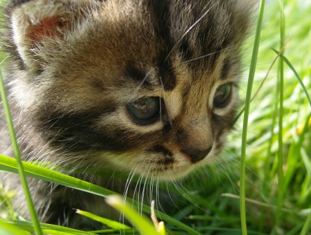 Little Cat Adventures in the Grass