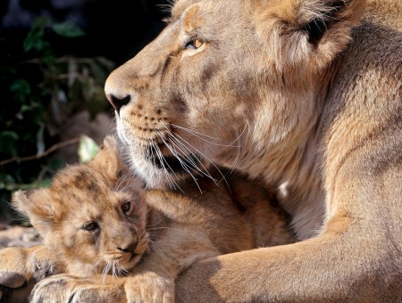 Lioness and Her Cub