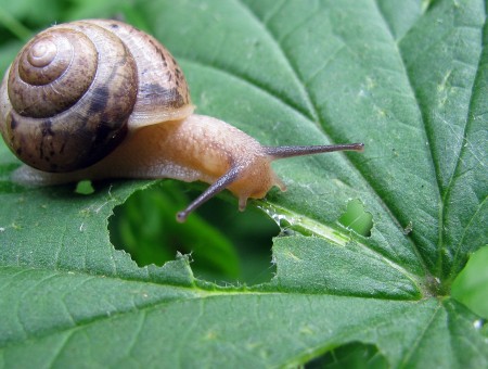 Breakfast of a Snail