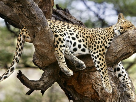 Lazy Jaguar