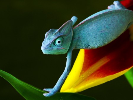 Chameleon on the Flower Petal