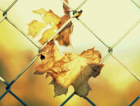 Leaves on the Chain Link