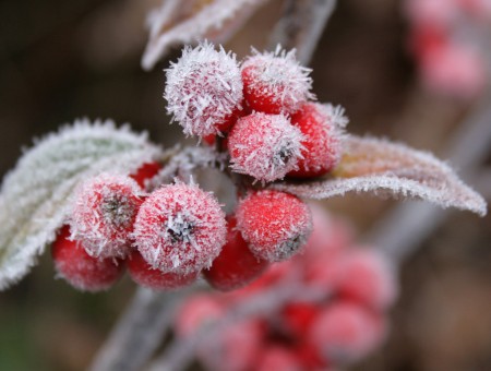 Frost on the Ashberry