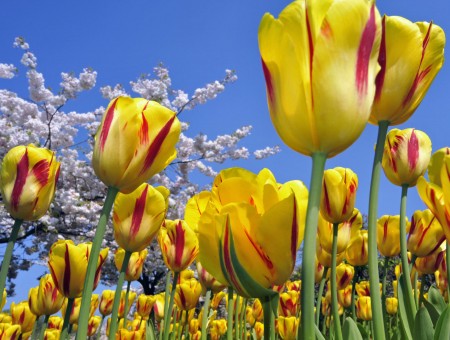 Flowerbed of Tulips