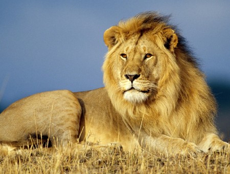 Lion – the King of Animals