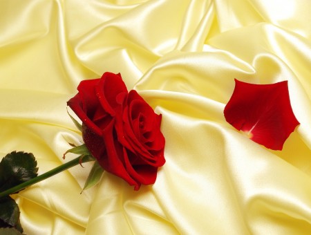 Red Rose on the Silk Sheet