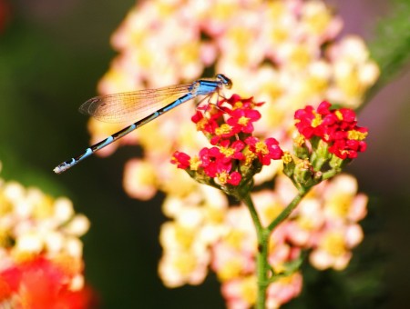 Dragonfly on the Flower
