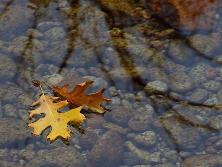 Leaf on the Water