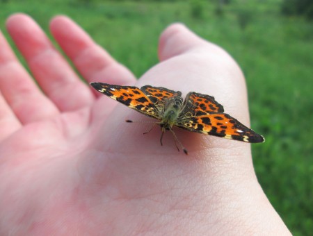 Butterfly on the Hand