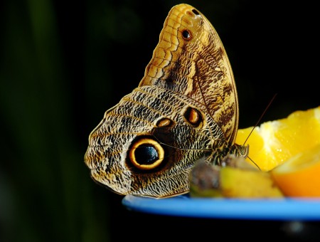 Butterfly on the Fruits
