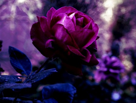 Ultra-Violet Rose