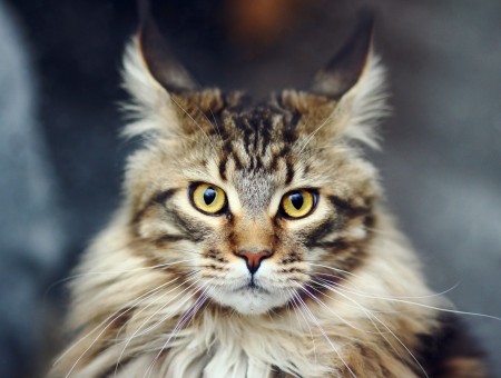 Gray Maine Coon
