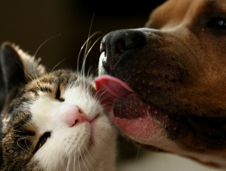 Tan Dog Licking Calico Cat