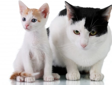 Black And White Cat