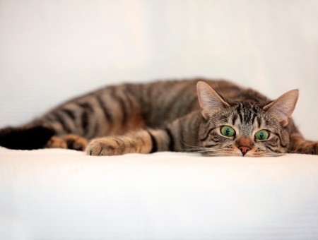 Brown And Black Tabby Cat