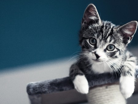 Silver Tabby Kitten