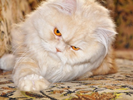 White And Brown Persian Cat