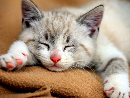 Gray Tabby Kitten