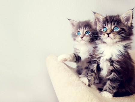 Black White And Grey Kitten