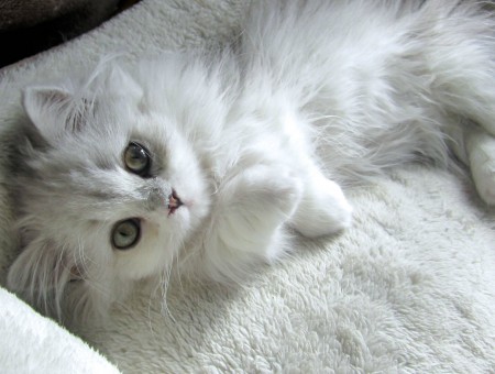 White Long Hair Kitten