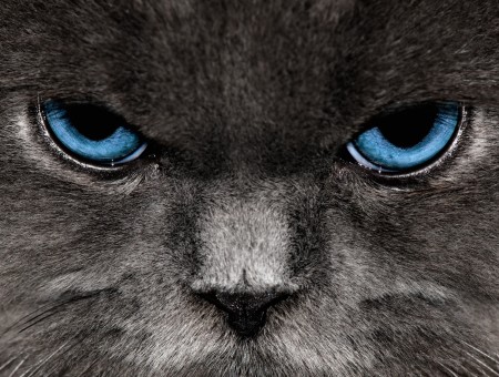 Blue Eyed Grey Cat