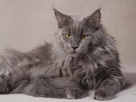 Grey Fur Cat