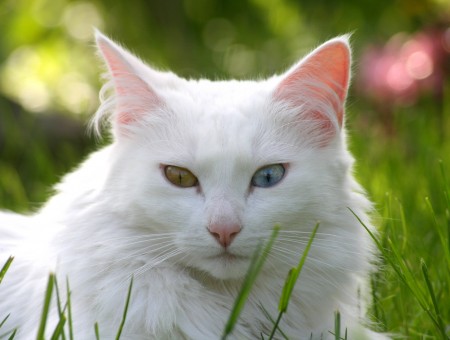 White Bi-eye Long Coat Cat